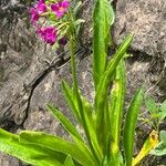 Primula parryi 整株植物