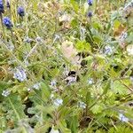 Myosotis minutiflora Habit