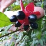 Ochna atropurpureaVirág