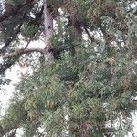 Cryptomeria japonica Агульны выгляд