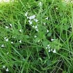 Clinopodium nepeta Habitus