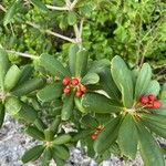 Jacquinia arborea Levél