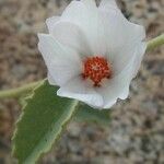 Hibiscus denudatus Blüte