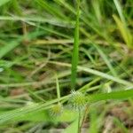 Cyperus brevifolius Плід