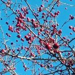 Crataegus laciniata Frucht