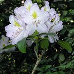 Rhododendron maximum Květ