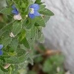 Veronica arvensis Blatt