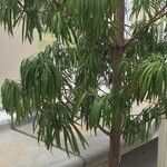 Podocarpus henkelii چھال