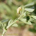 Medicago intertexta Altul/Alta