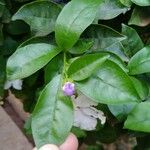 Brunfelsia uniflora पत्ता