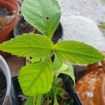 Strobilanthes attenuata Leaf