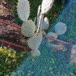 Opuntia robustaList