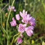 Allium roseumFiore