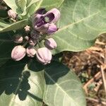 Calotropis gigantea Blomma