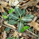 Goodyera pubescens Blatt