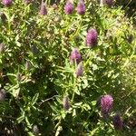 Trifolium rubens Flower