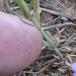 Linaria amethystea Leaf