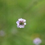 Verbena litoralis Квітка