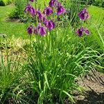 Iris ensata Pokrój