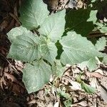 Solanum physalifolium Liść