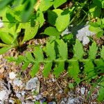 Cirsium erisithales Lehti