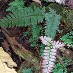 Adiantum latifolium List