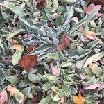 Silene banksia Leaf