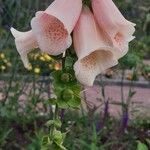 Digitalis grandiflora Fleur