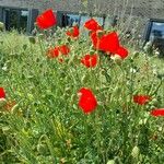 Papaver setiferum Habitus