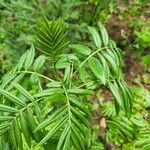 Sorbus americana Blatt