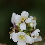 Diplotaxis erucoides Fleur