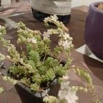 Sedum hirsutum Fula