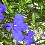 Lobelia erinusFlower