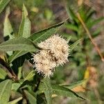 Baccharis salicina Çiçek