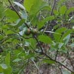 Prunus × fruticans برگ
