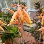 Aloe humilis Fiore
