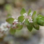 Illecebrum verticillatum Fleur