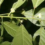 Cleidion castaneifolium Hedelmä