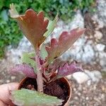 Kalanchoe longiflora Blad