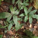 Bolbitis auriculata Leaf