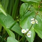 Sagittaria sagittifolia पत्ता