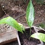 Aspidistra lurida List