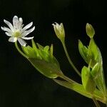 Stellaria crassifolia आदत