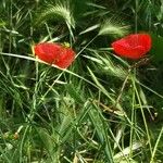 Papaver rhoeas Flower