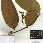 Tabernaemontana angulata Otro