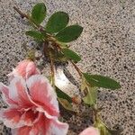 Rhododendron indicum List