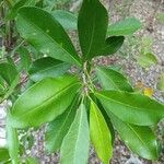 Gymnanthes lucida 葉