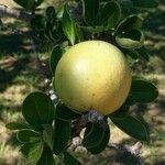 Strychnos madagascariensis Frutto