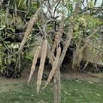 Moringa oleifera Fruit