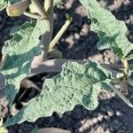 Datura ceratocaula Hoja